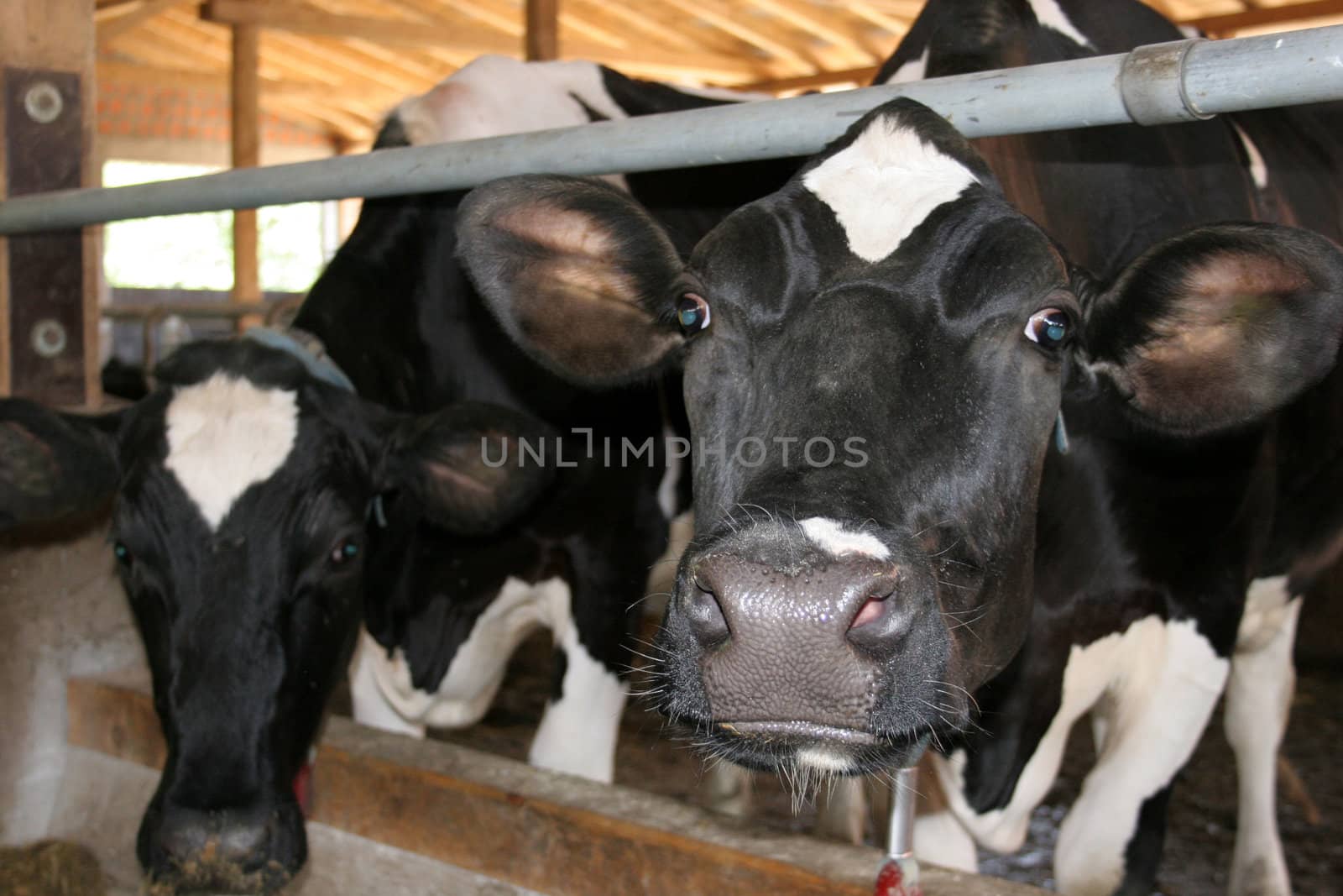 cows in farm