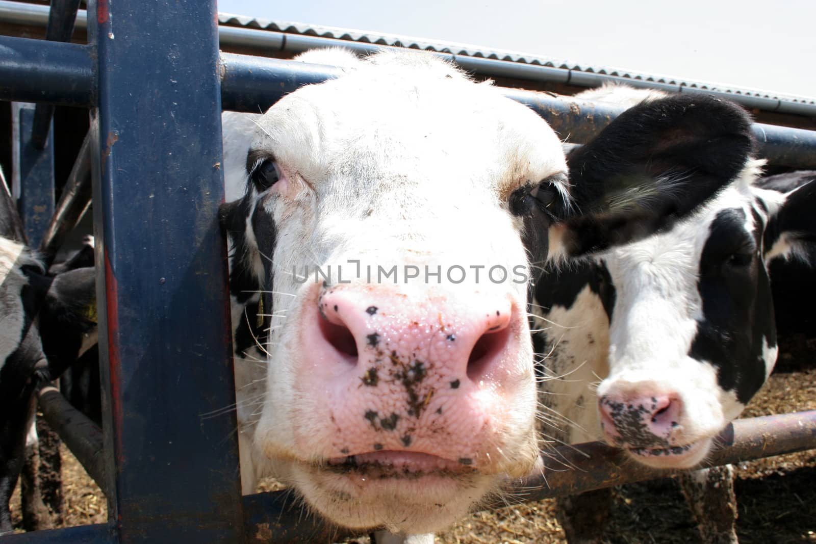 cows in farm