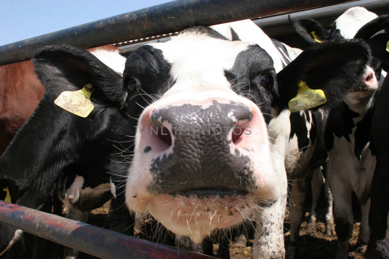 cows in farm