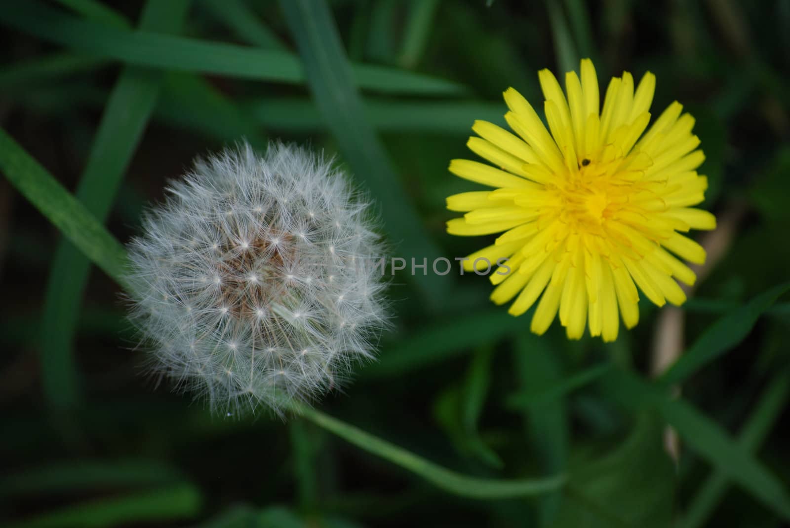 two dandelions in different stages of their life circles