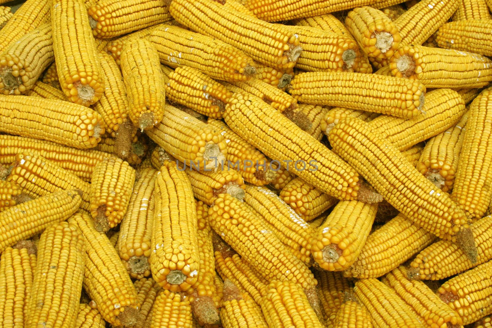 many a corn