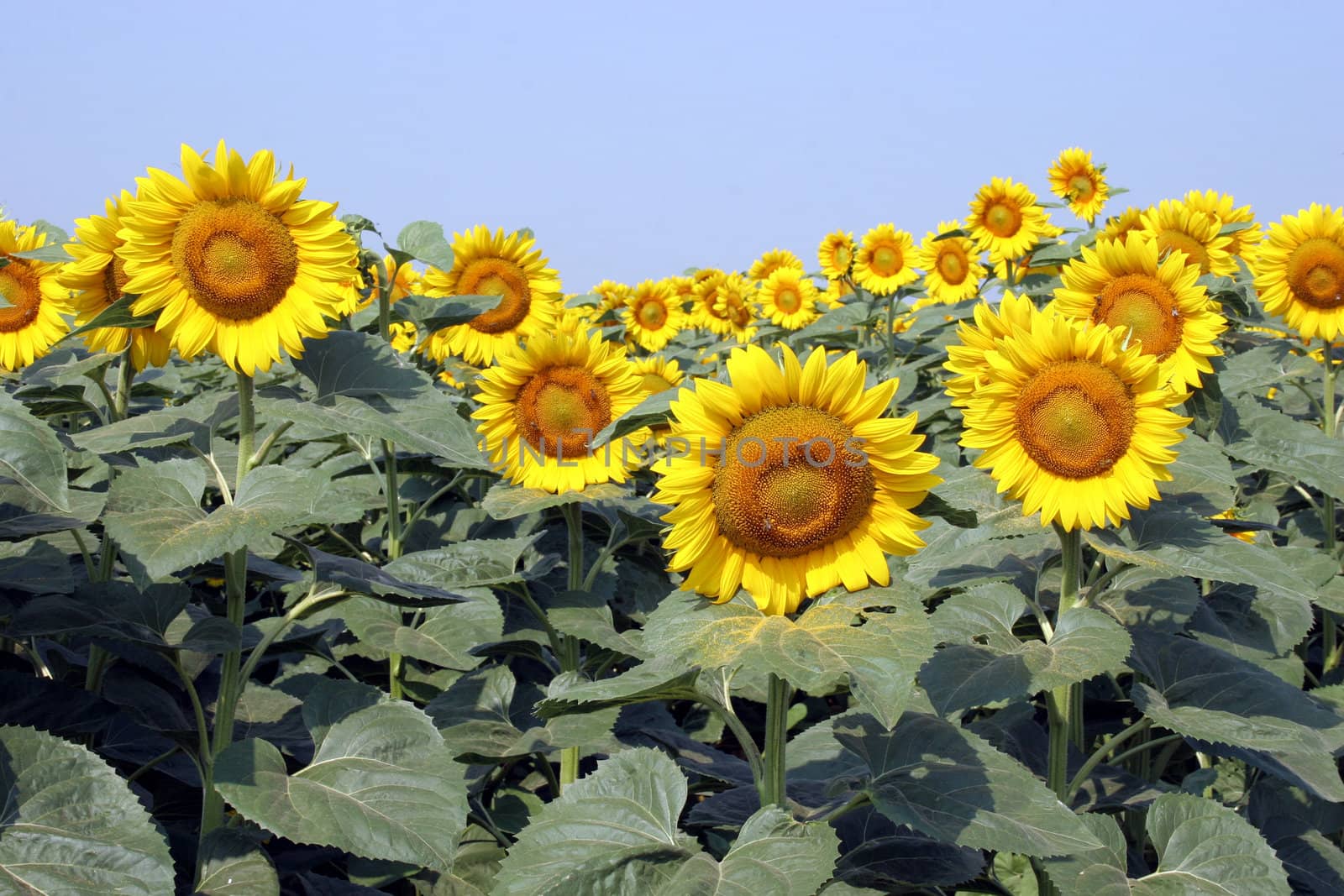 a field of sunflowers