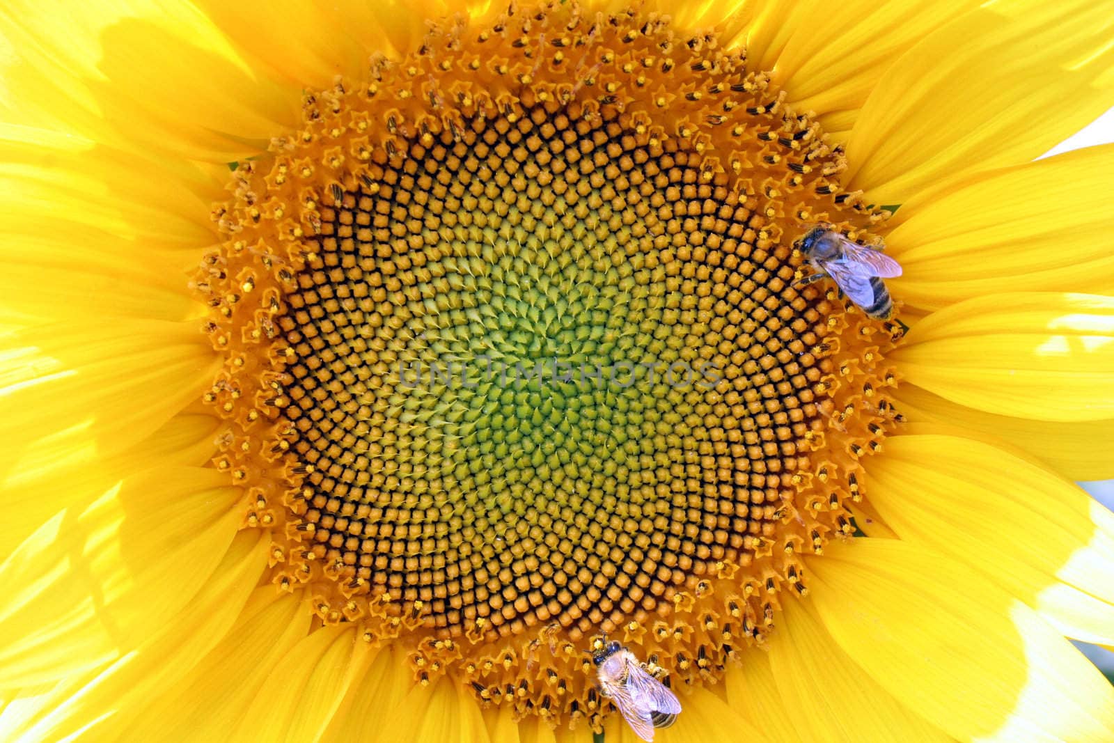 sunflower with bee