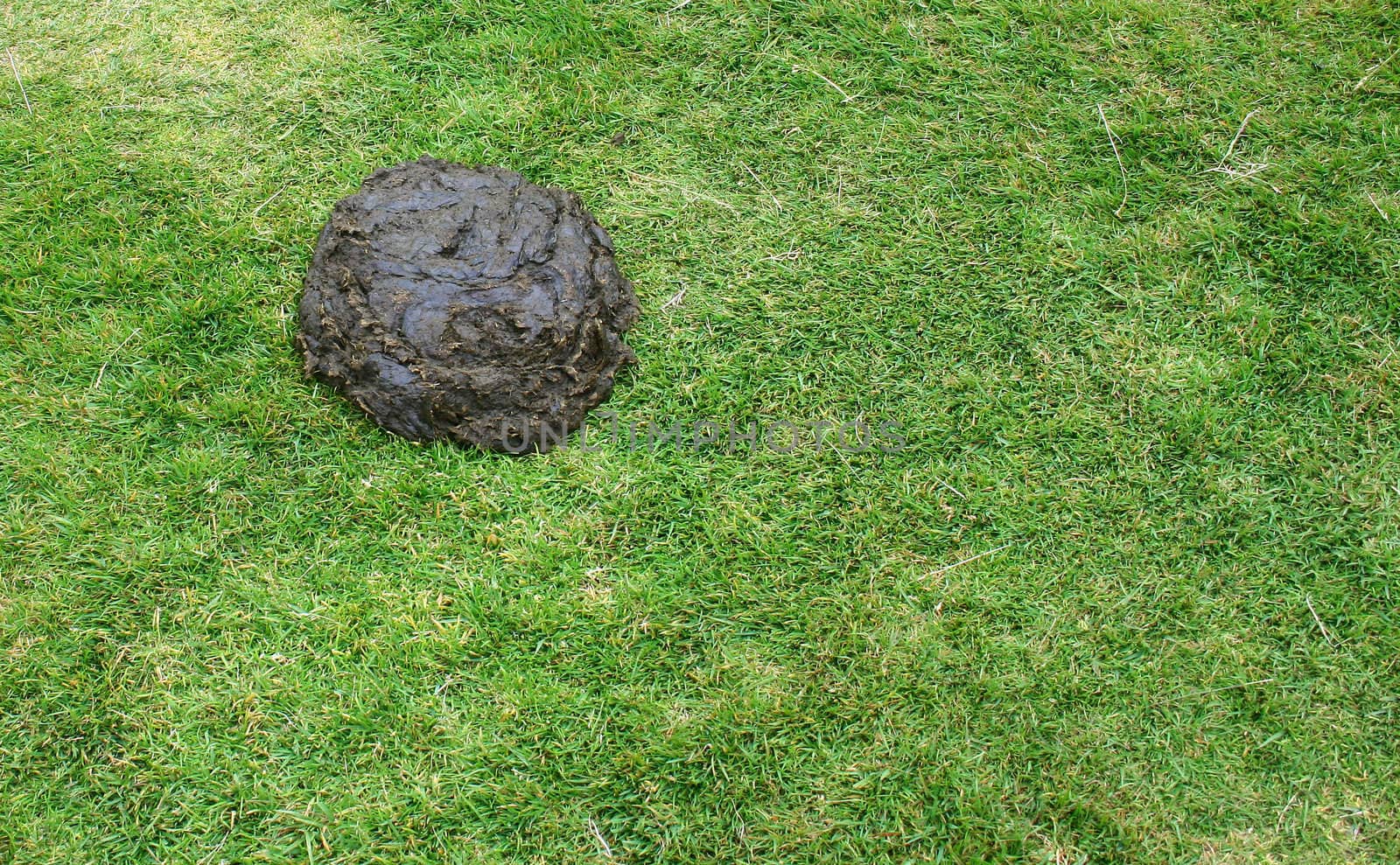 pile of fresh poo on grass