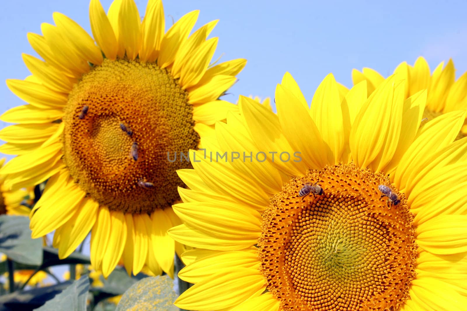 a field of sunflowers