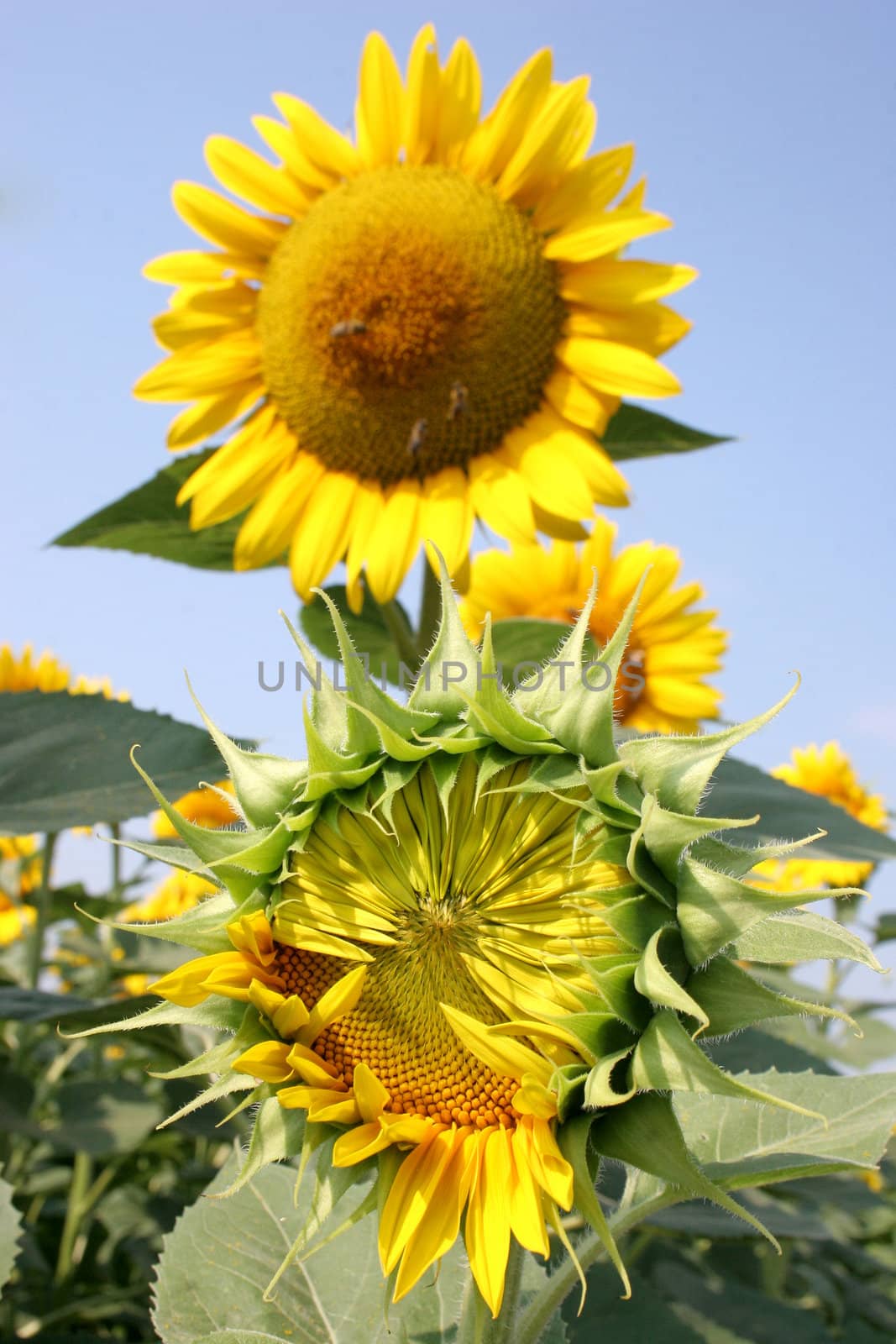 sunflower and sunflower bud