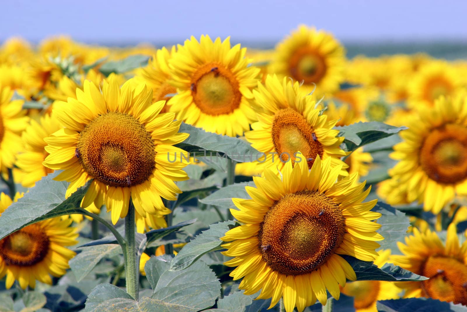 a field of sunflowers