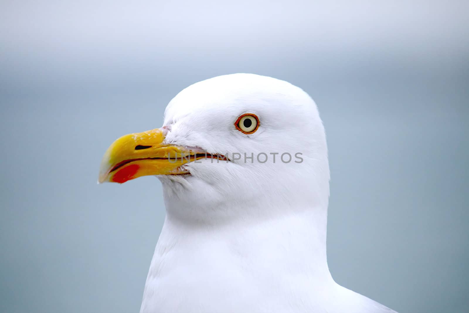 the face of a seagull