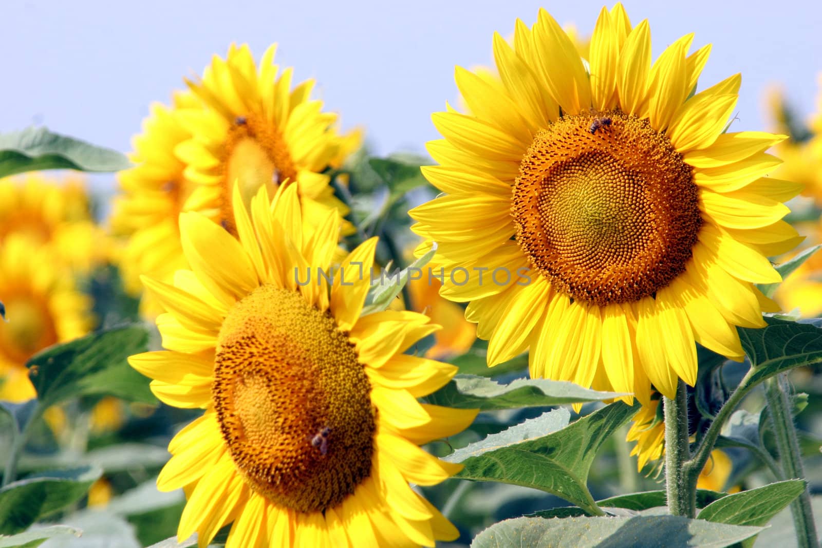 a field of sunflowers