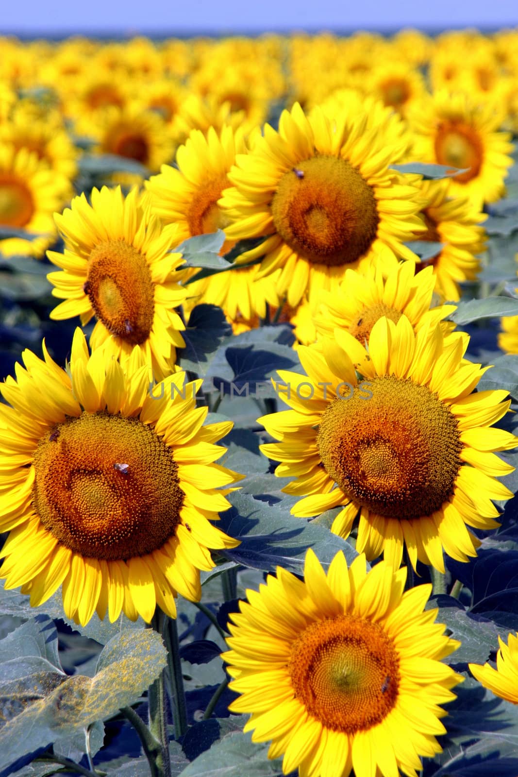 a field of sunflowers