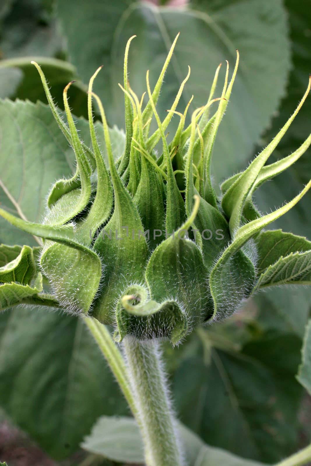 sunflower bud in closeup