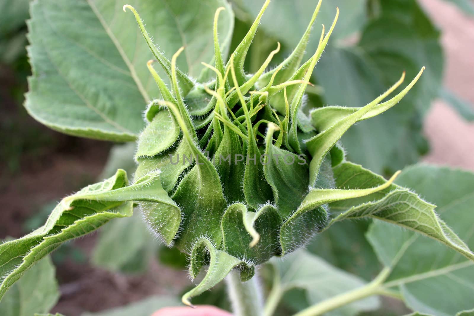 sunflower bud in closeup