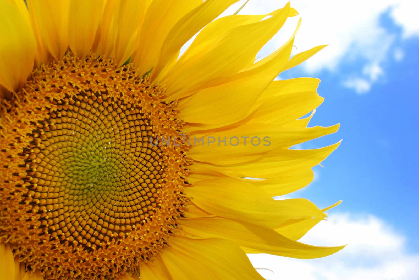 a field of sunflowers