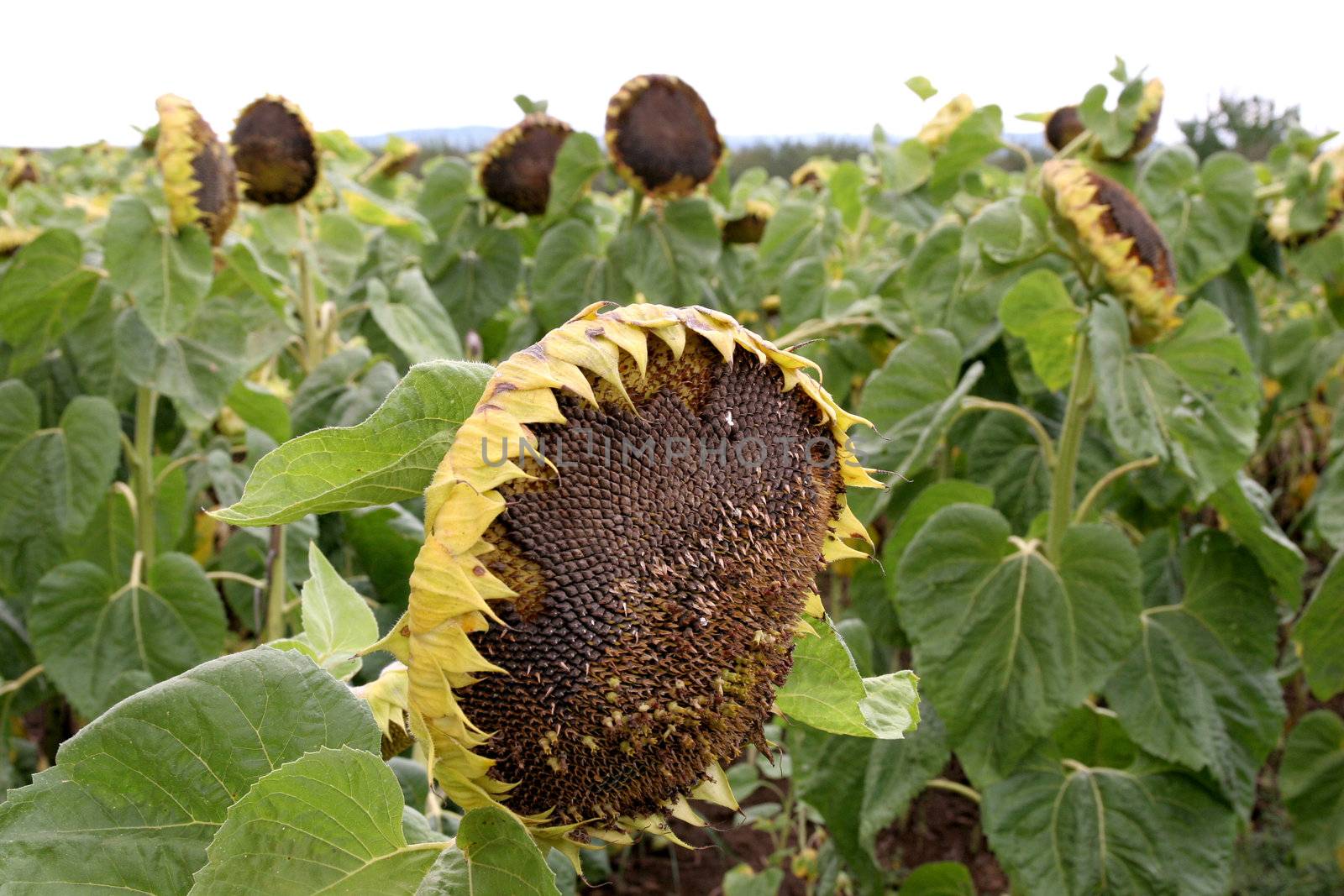 crumpled sunflowers