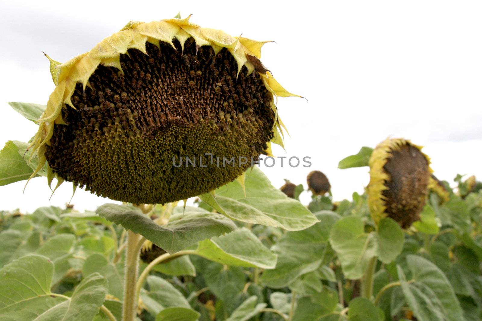 crumpled sunflowers