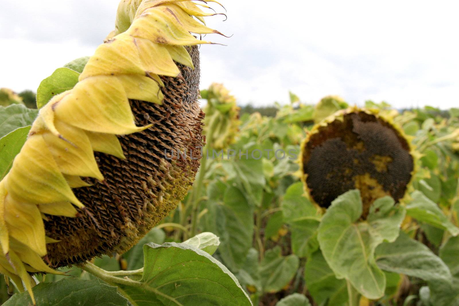 crumpled sunflowers