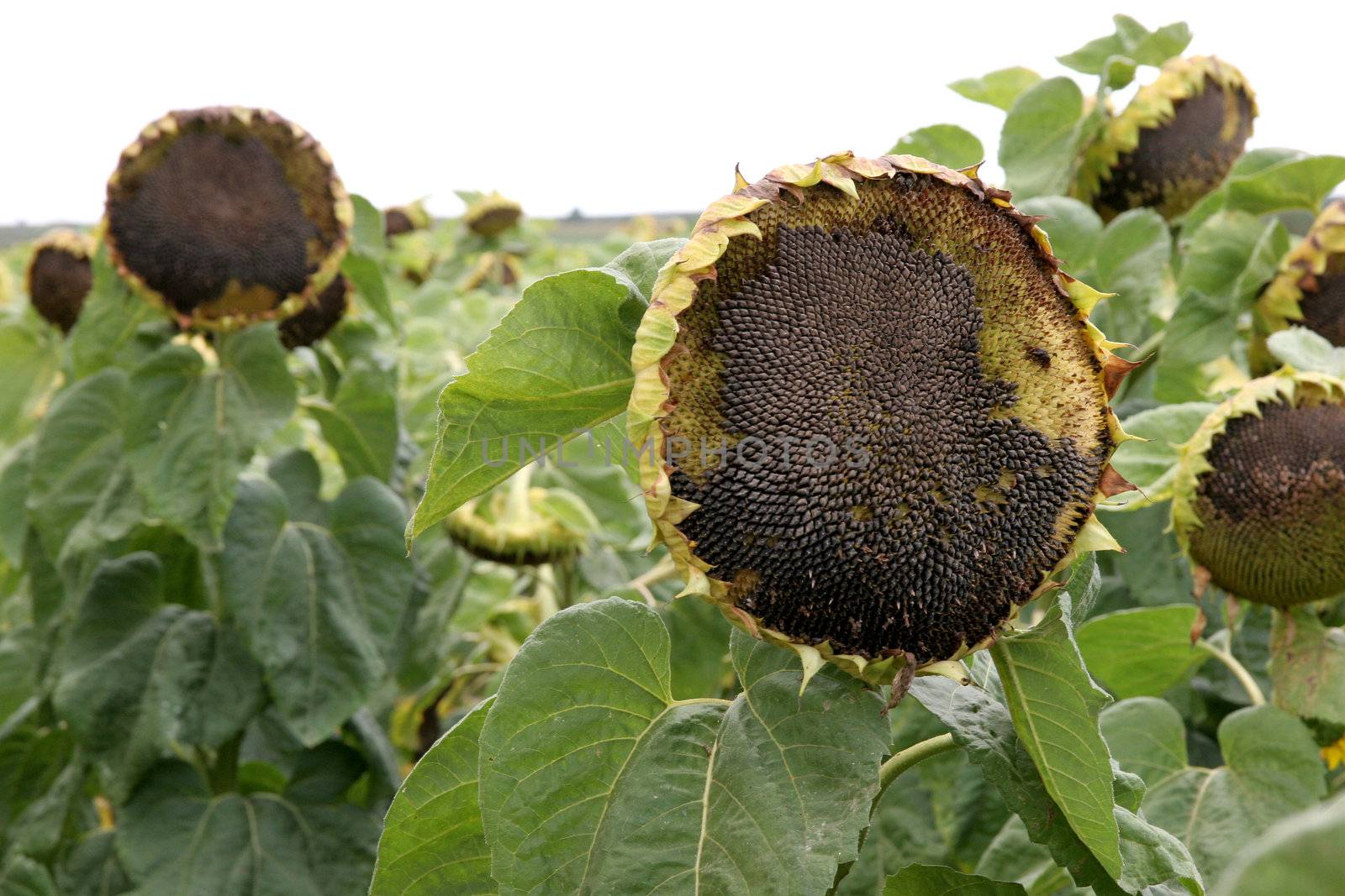 crumpled sunflowers