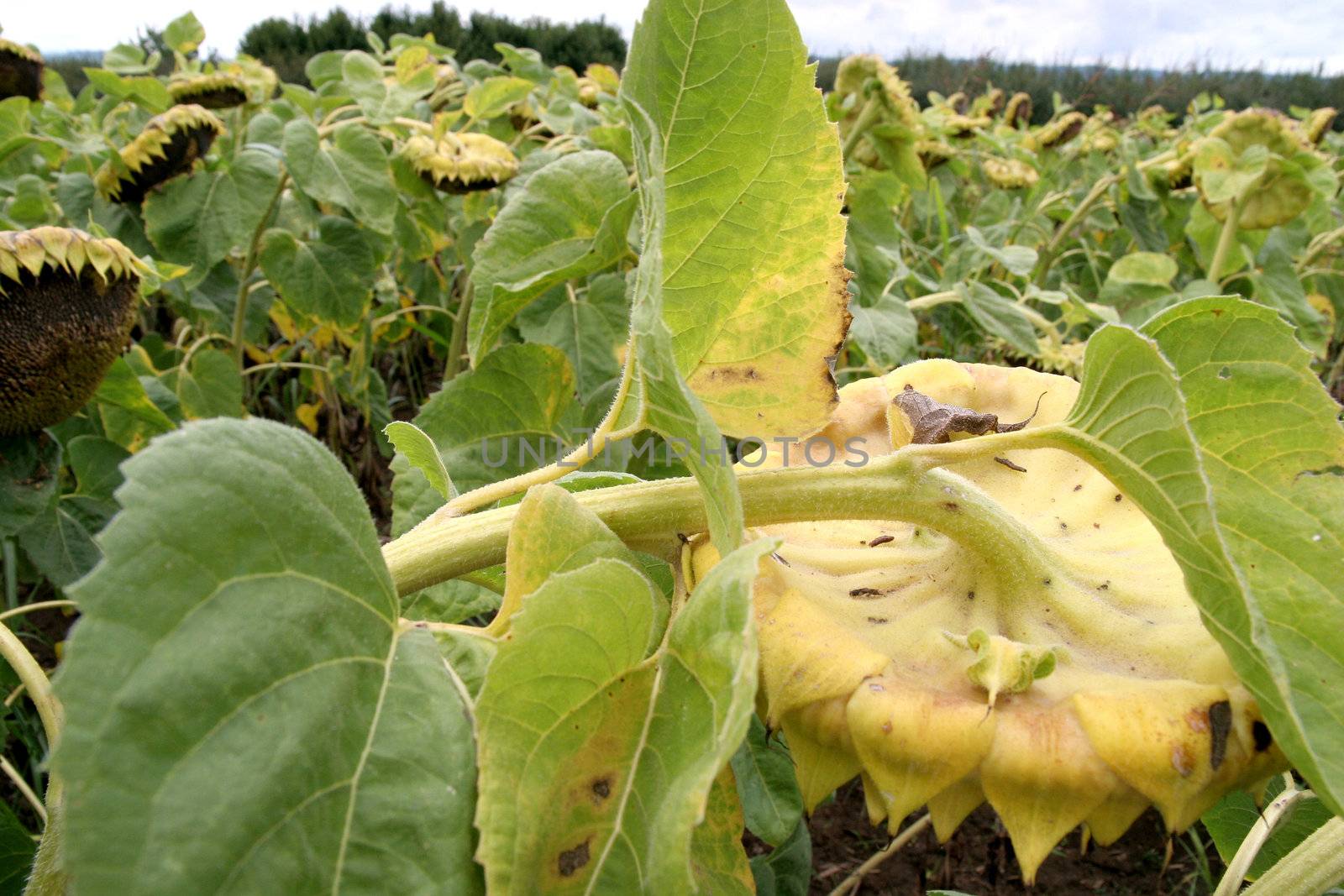 crumpled sunflowers