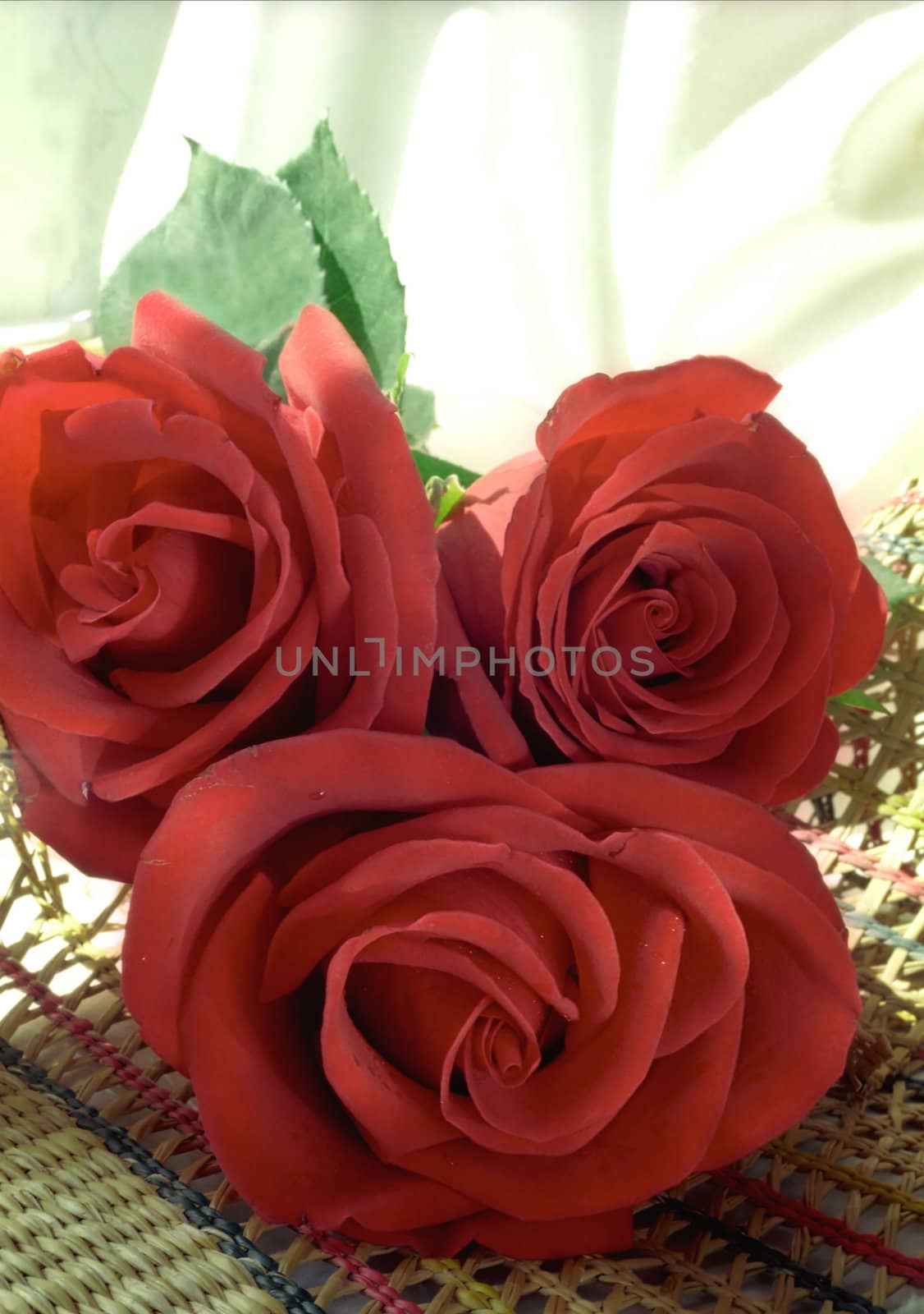 Nosegay of three red roses on light background