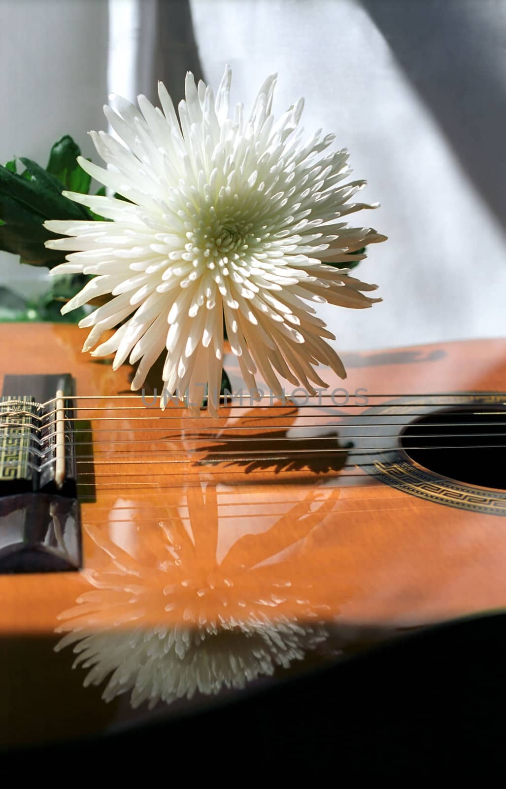 White chrysanthemum and guitar by mulden