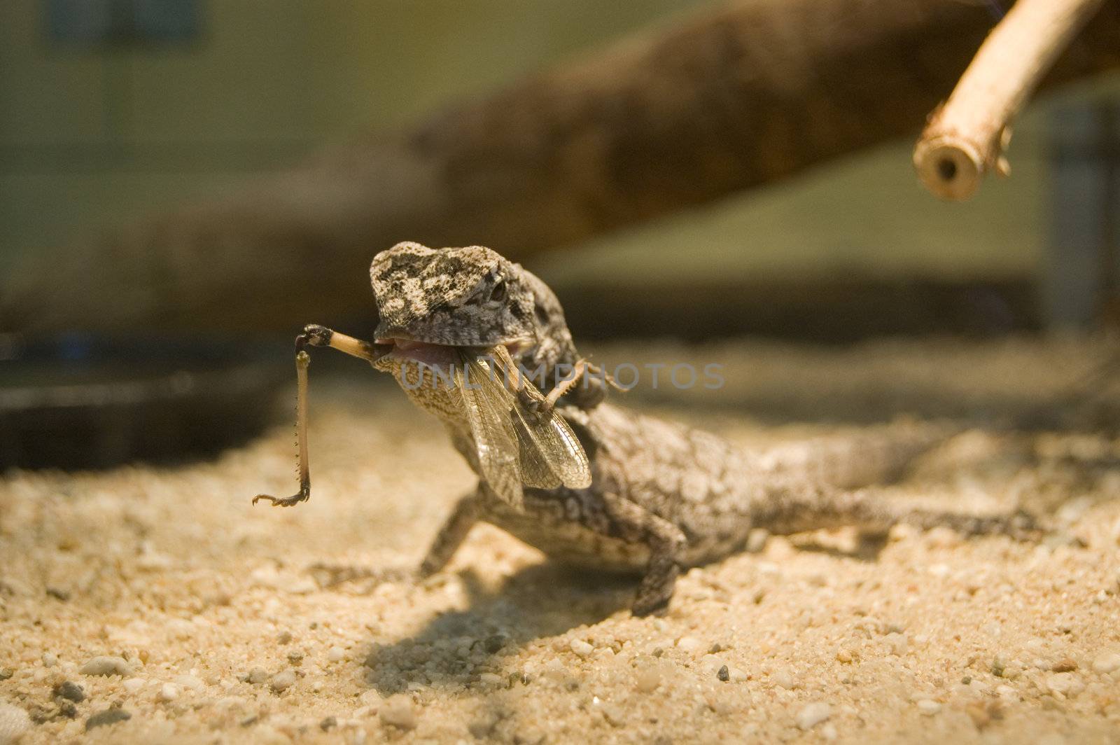 lizard is eating a dragonfly