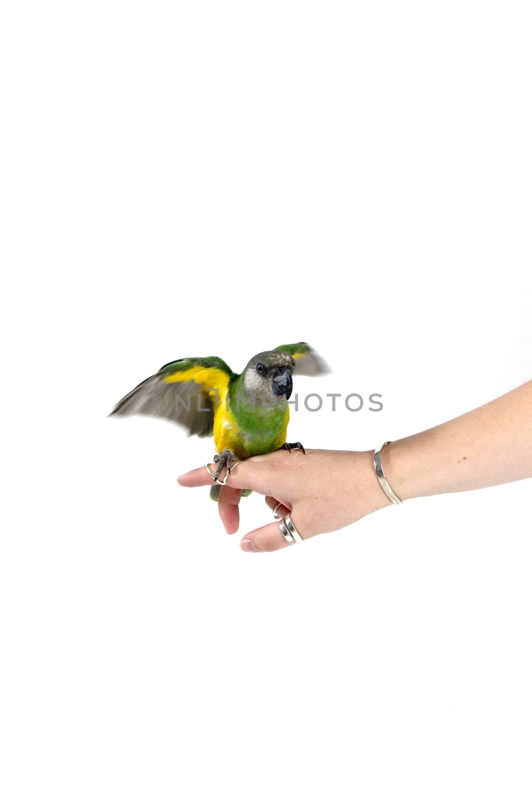 green parrot landing on a human finger