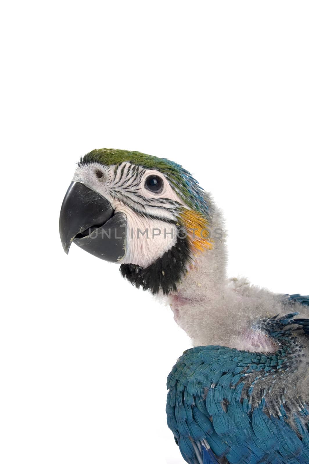 head of a baby macaw by ladyminnie