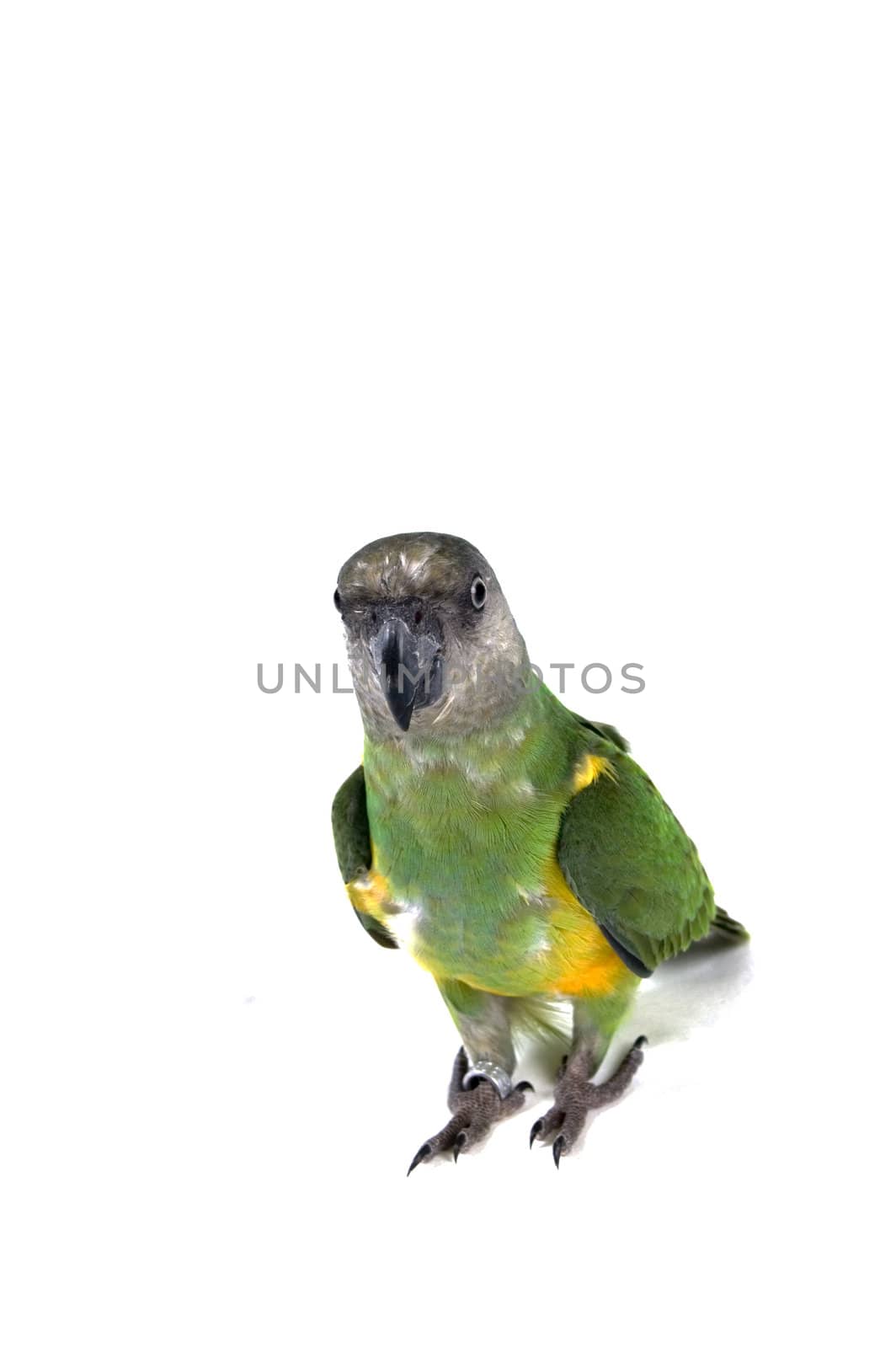 green parrot isolated on a white background