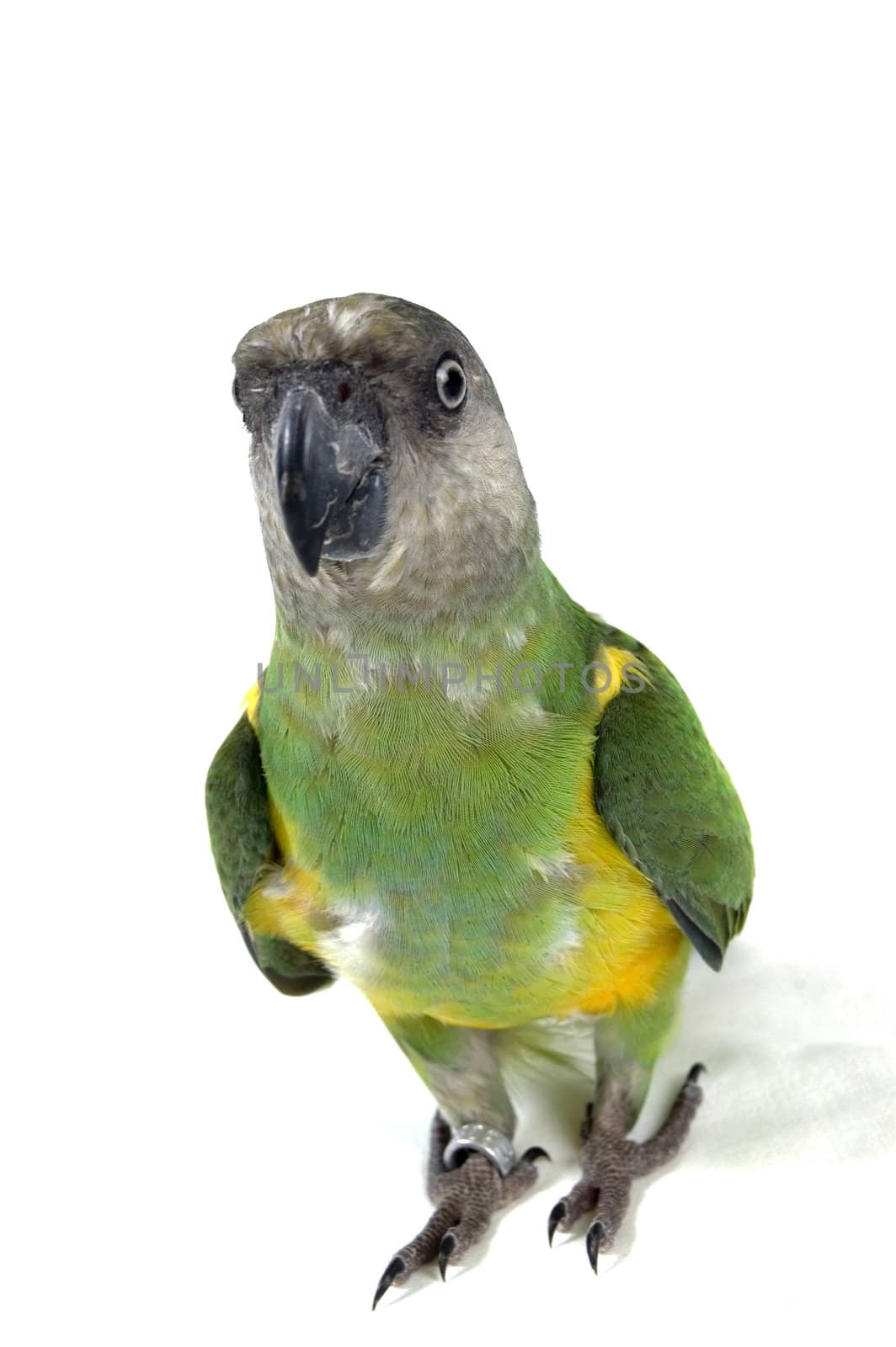 green parrot keeps on walking