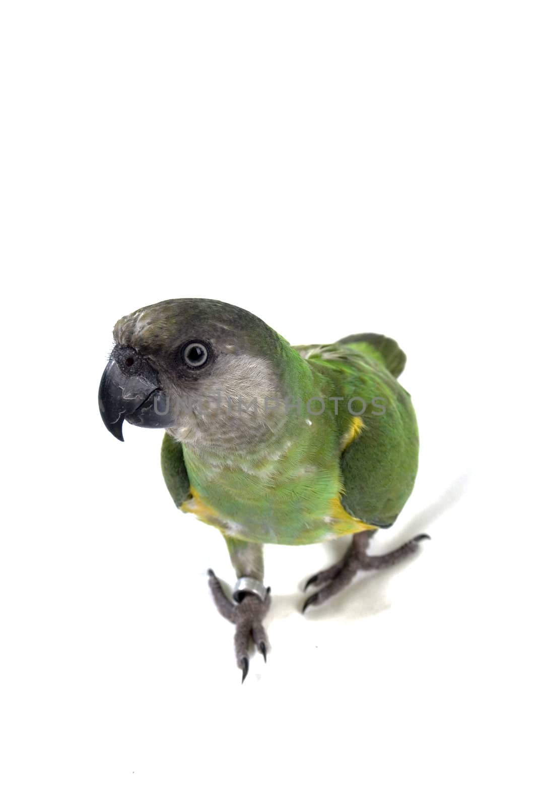 green parrot keeps on walking