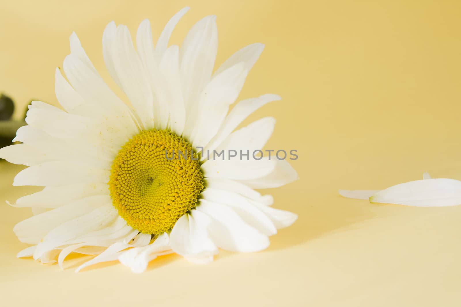 flower isolated