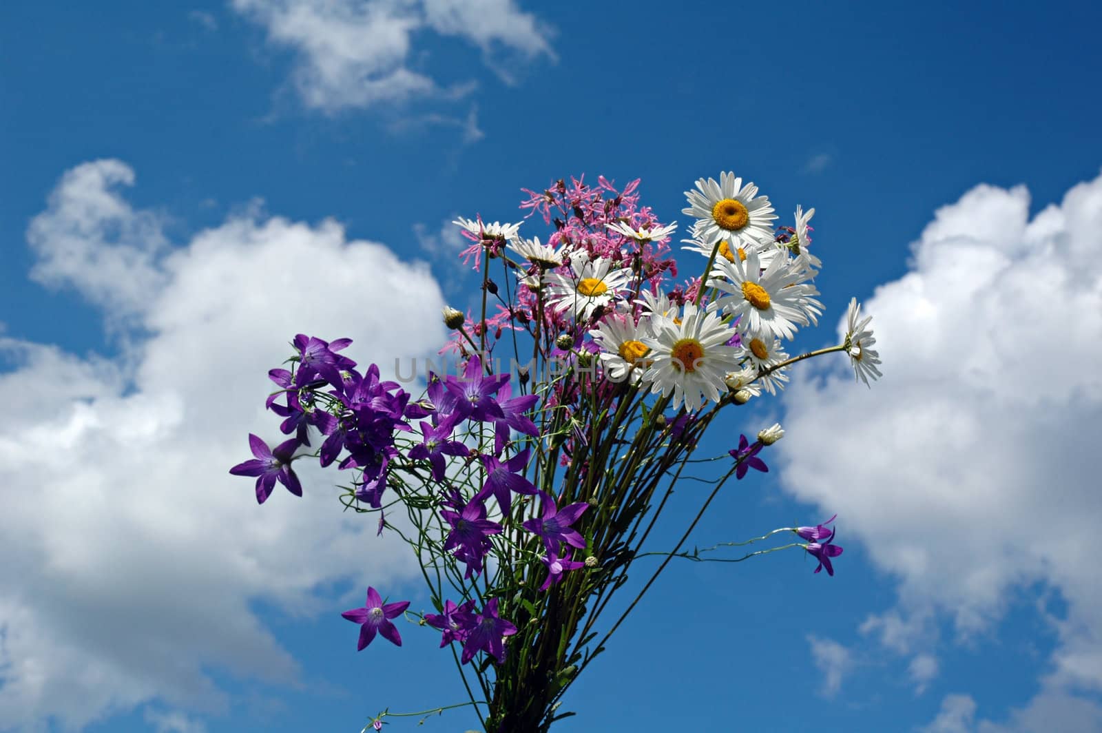 Bouquet of wild flowers against the sky with clouds