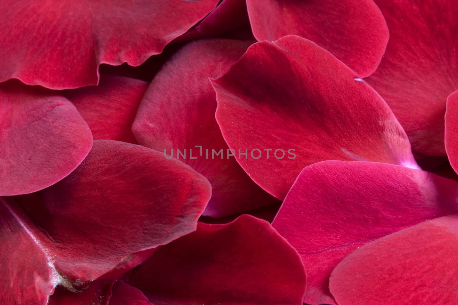 background of red and purple rose petals with a velvet surface