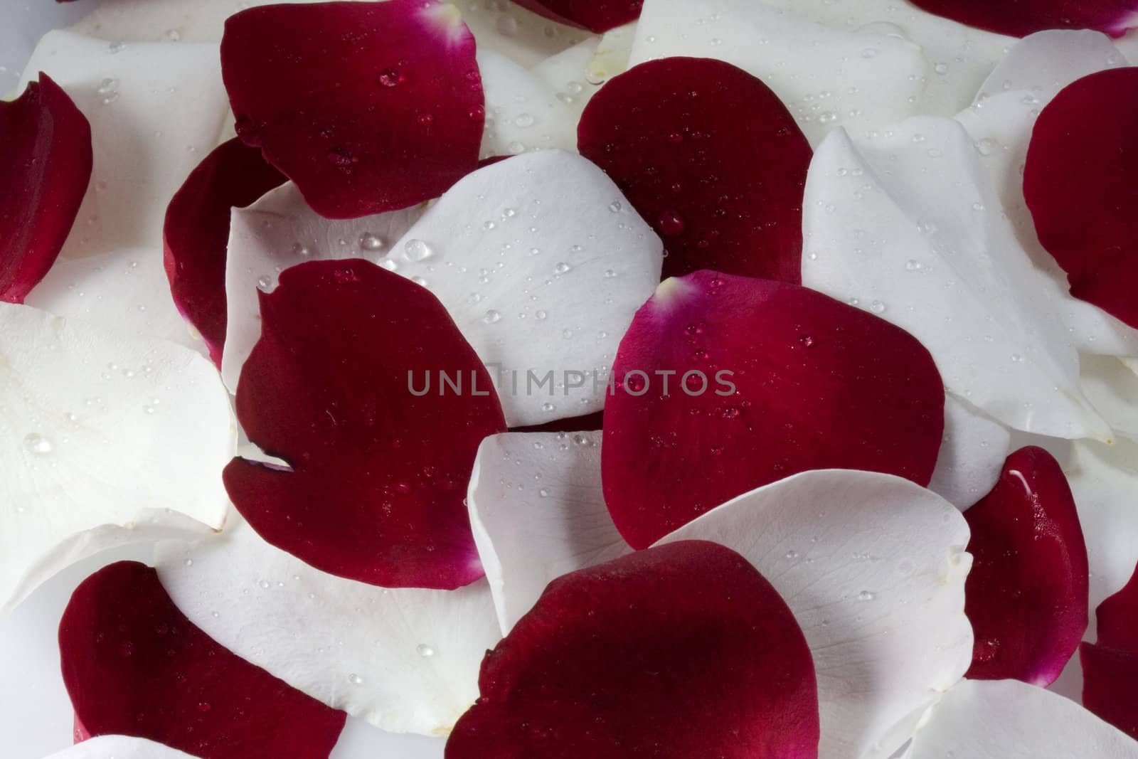 background of red and white rose petals with water droplets