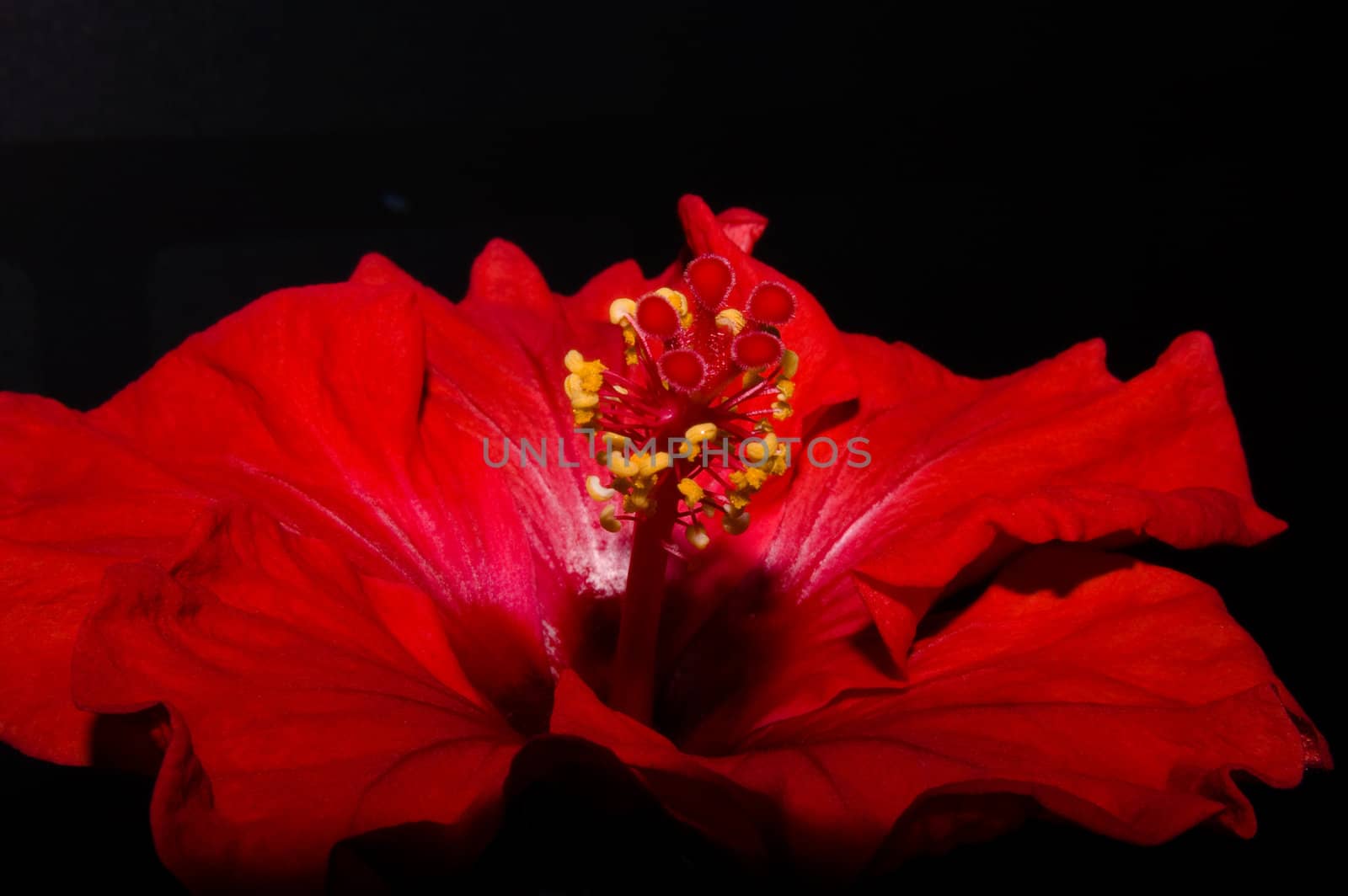 red hibiscus by karinclaus