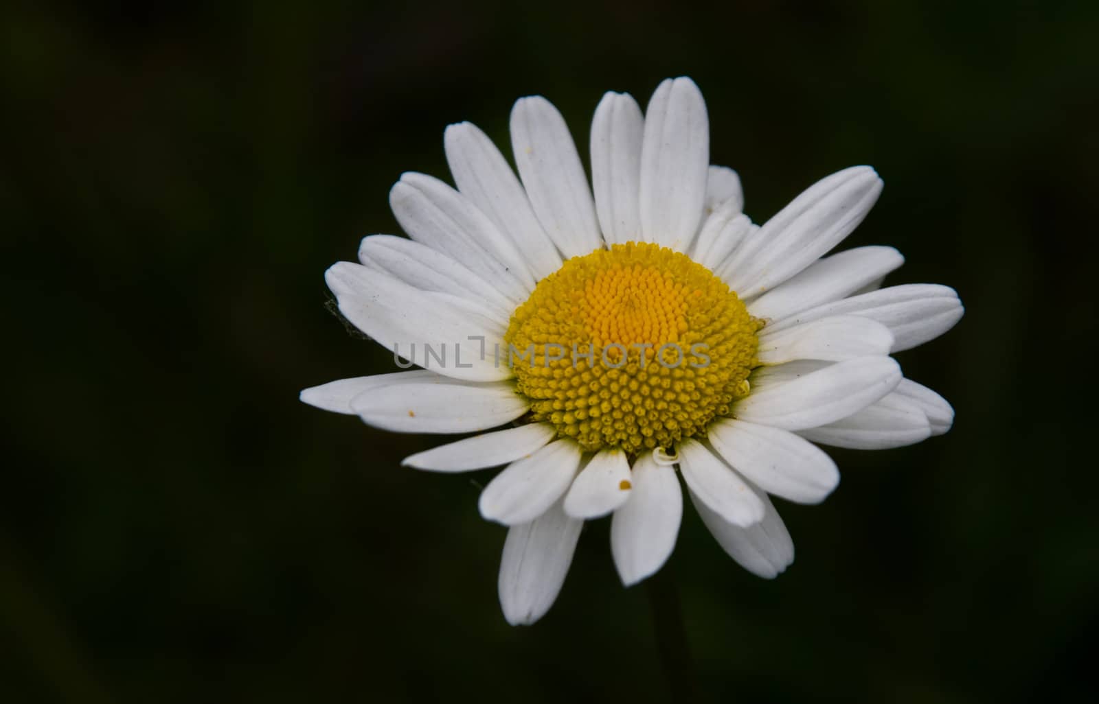 close up of a daisy with a dark background