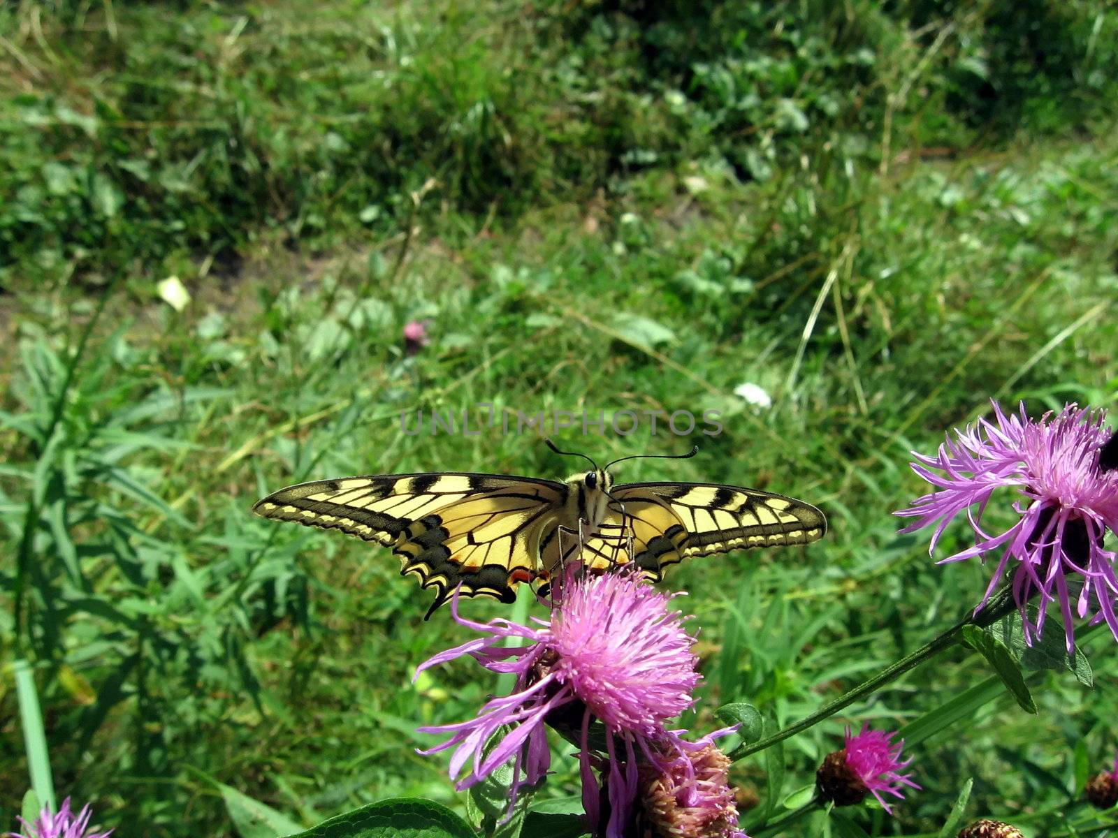 Very beautiful swallowtail butterfly sits on the blue flower