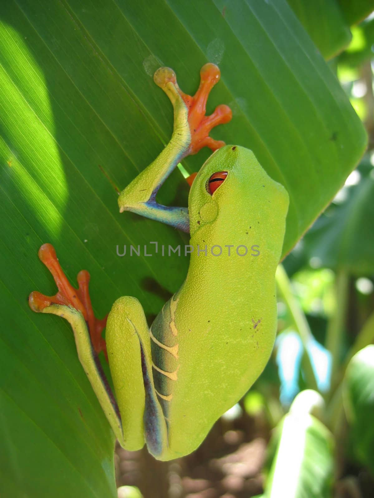 red eyed tree frog hanging on a leaf with a natural background