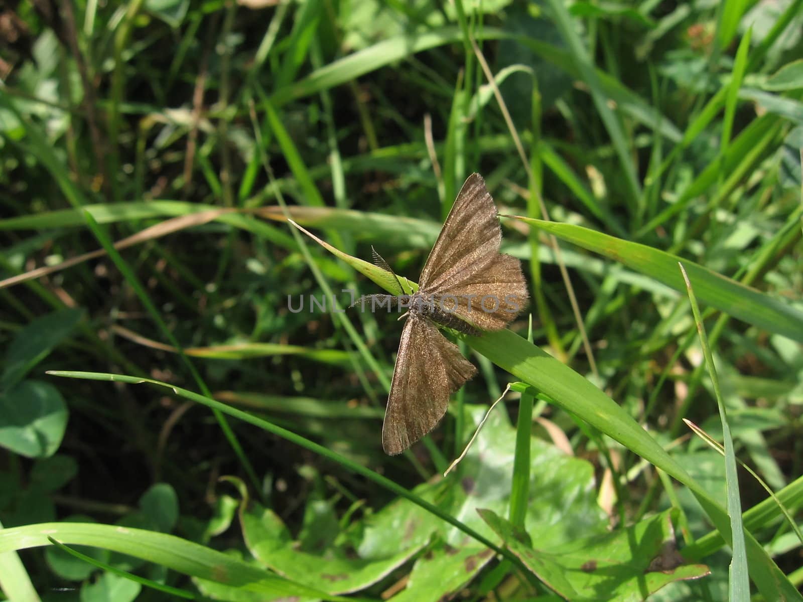 Little gray butterfly on a background of green grass
