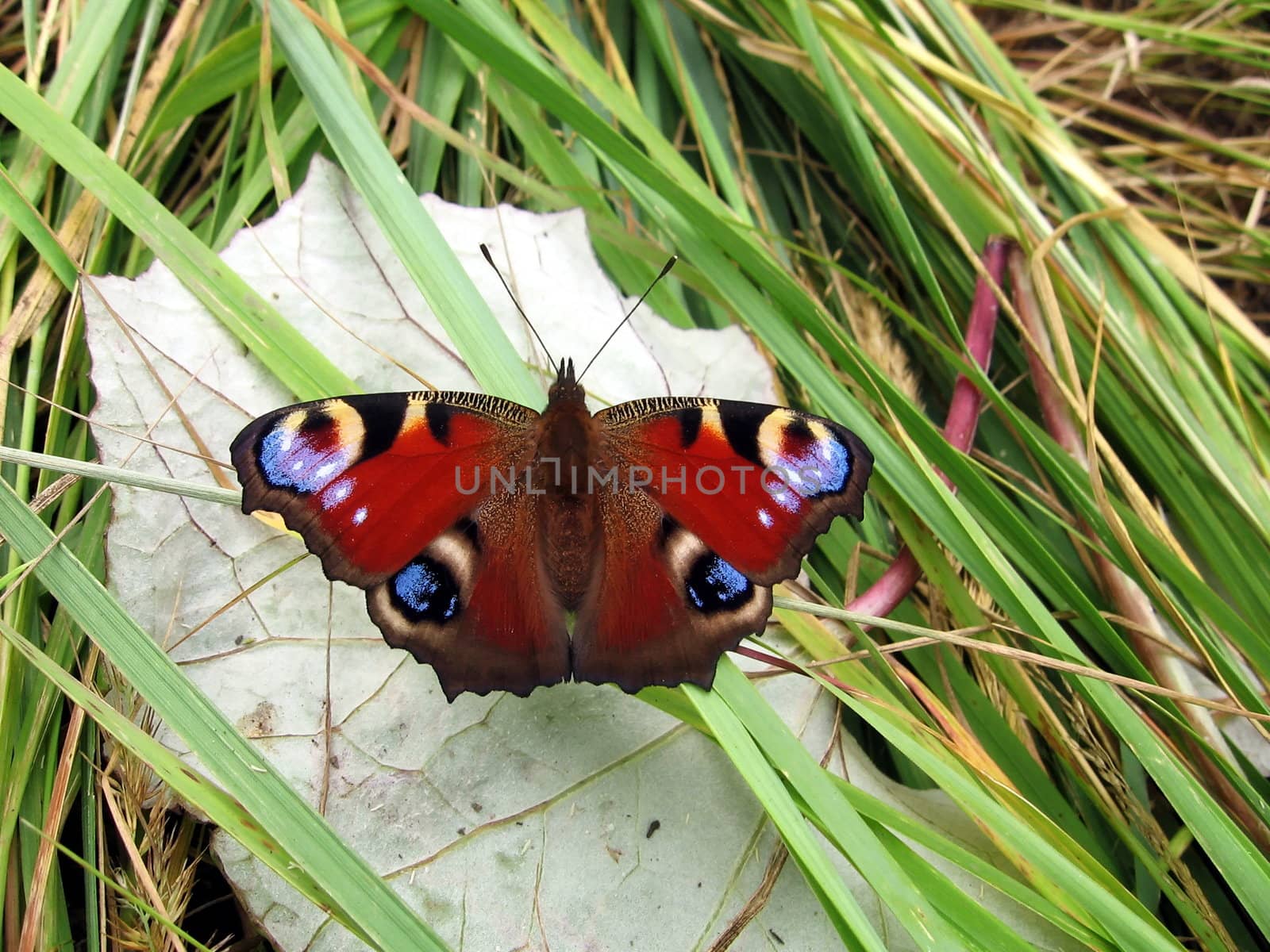 Peacock butterfly on the leaf by tomatto