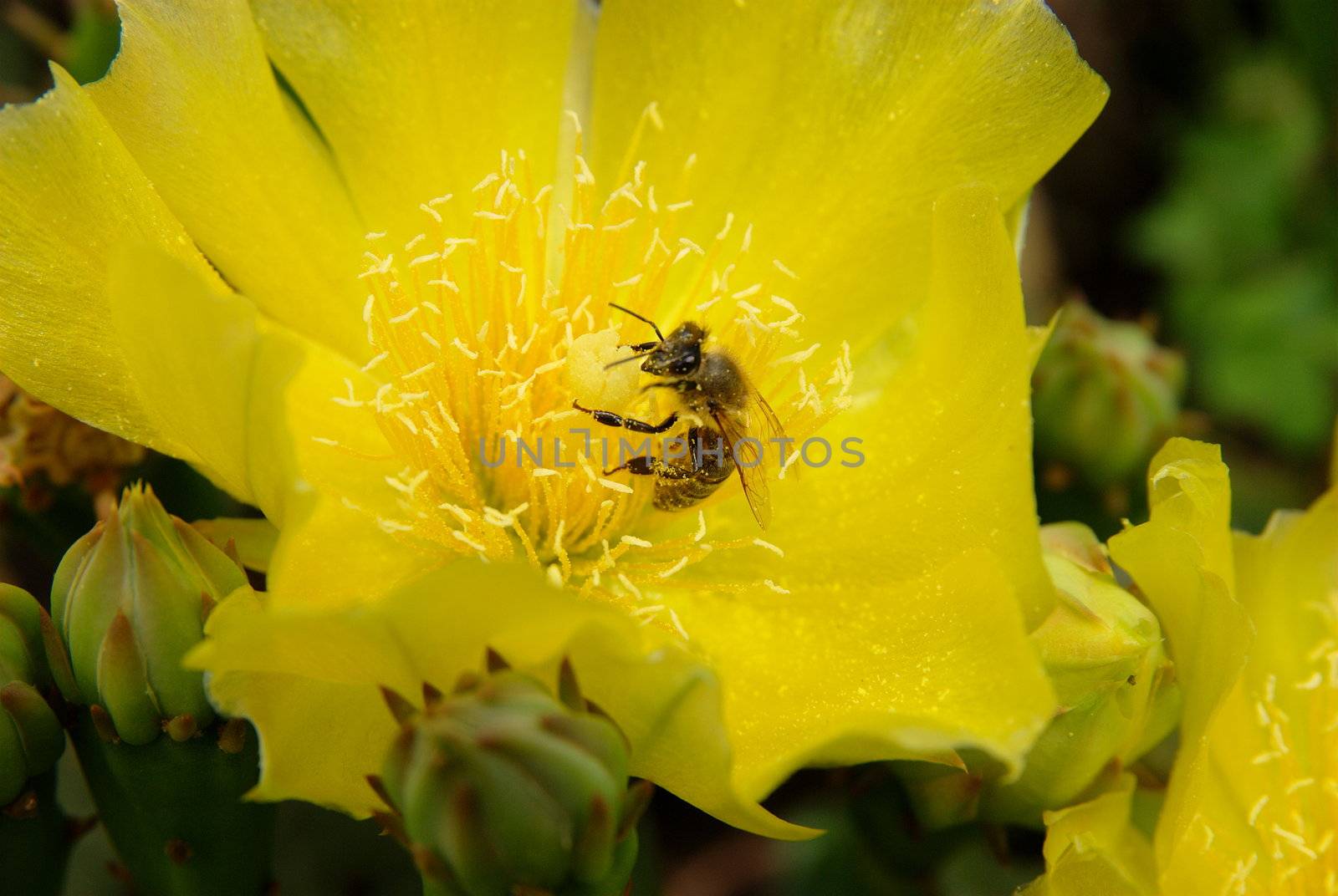Yellow blossom opuntia cactus with bee harvesting pollen