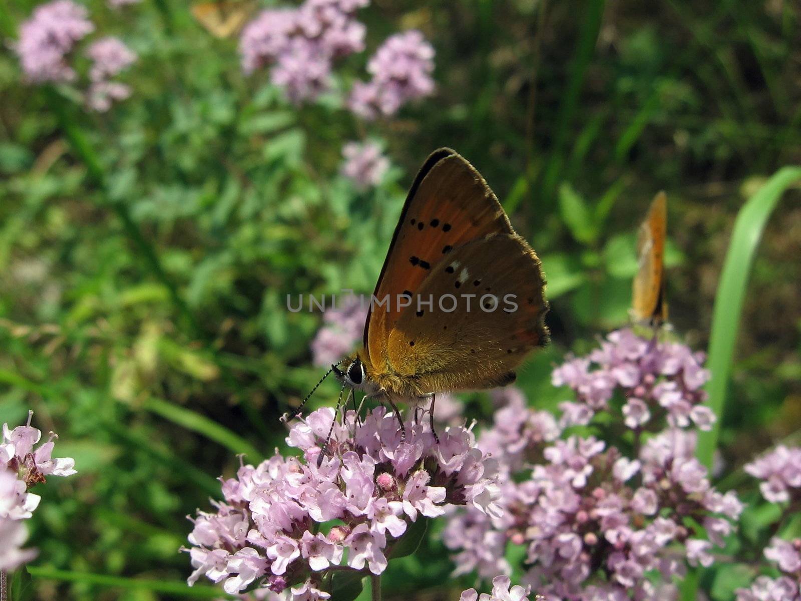 Beautiful small red butterfly sits on pink flowers