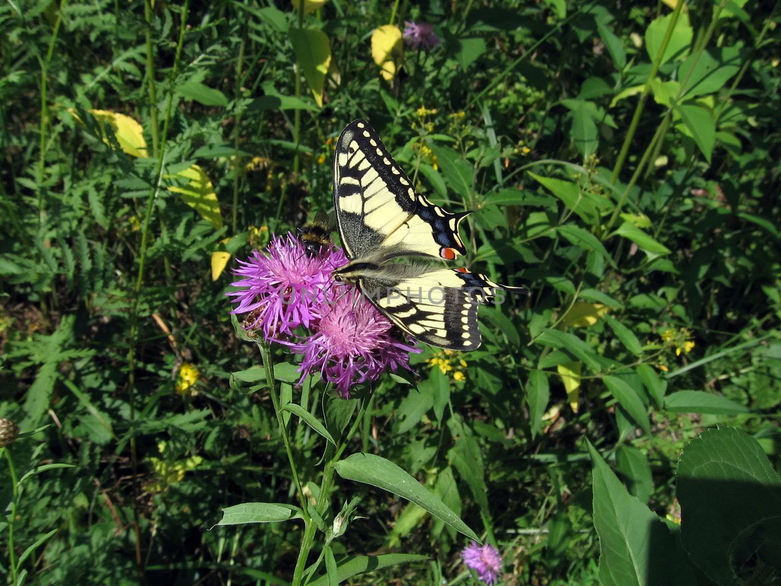 Swallowtail on the flower by tomatto