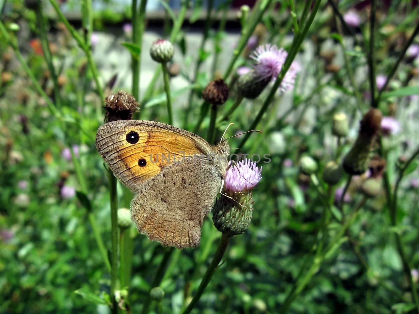 Small cute butterfly with eyes on the wings sits on the flower