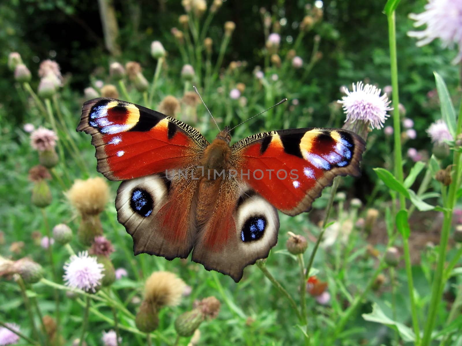 Peacock butterfly in field by tomatto