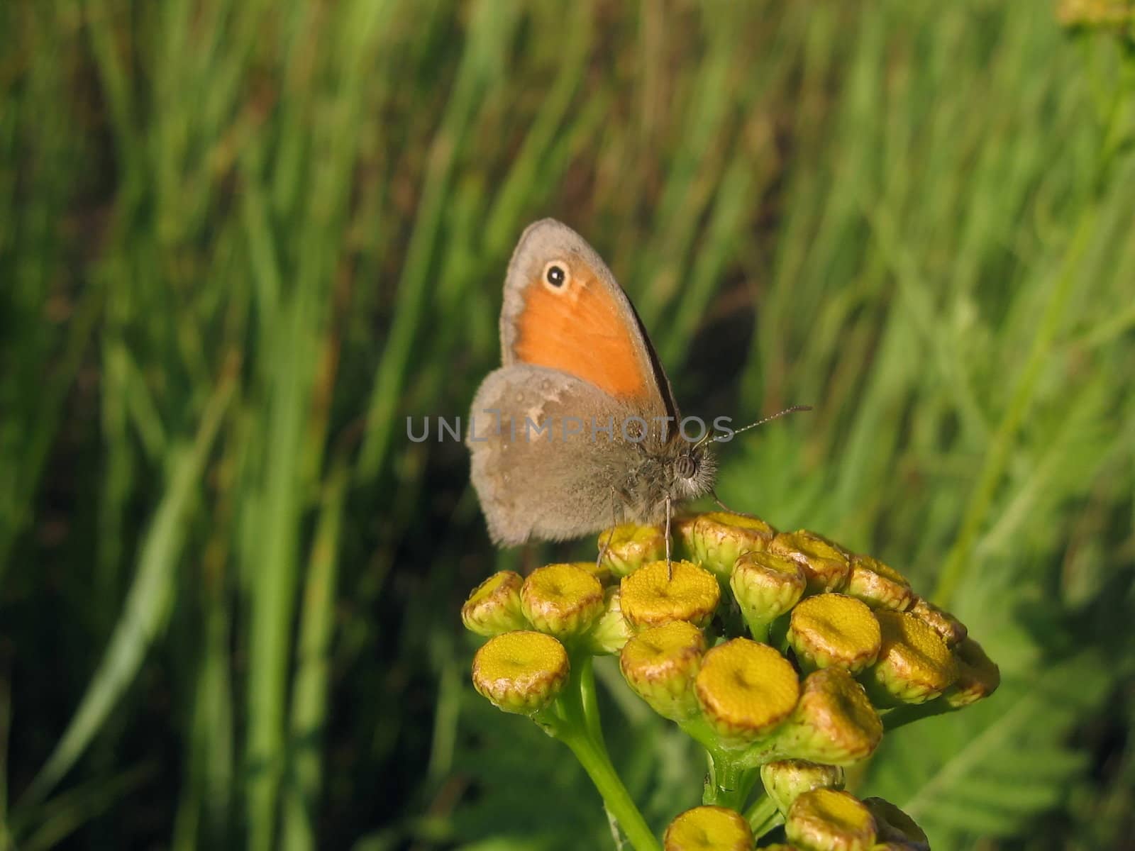 Small cute butterfly sits on the yellow flower, it is on a green background
