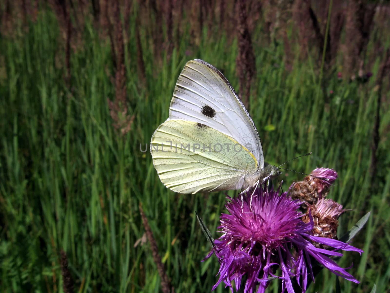 White butterfly sits on the blue flower on a background of green field