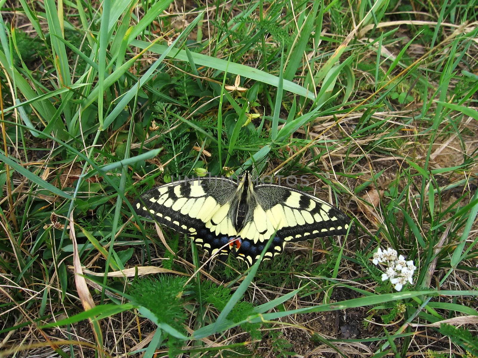 Swallowtail on the grass by tomatto