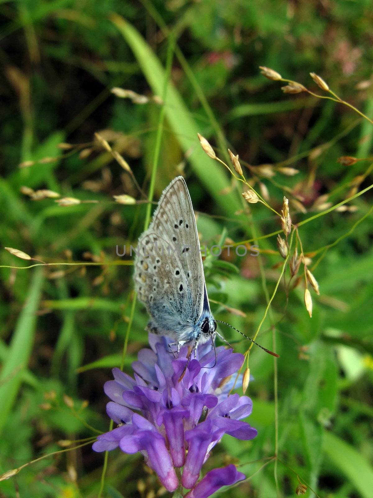 Beautiful blue butterfly sits on the flower, it is on a green background