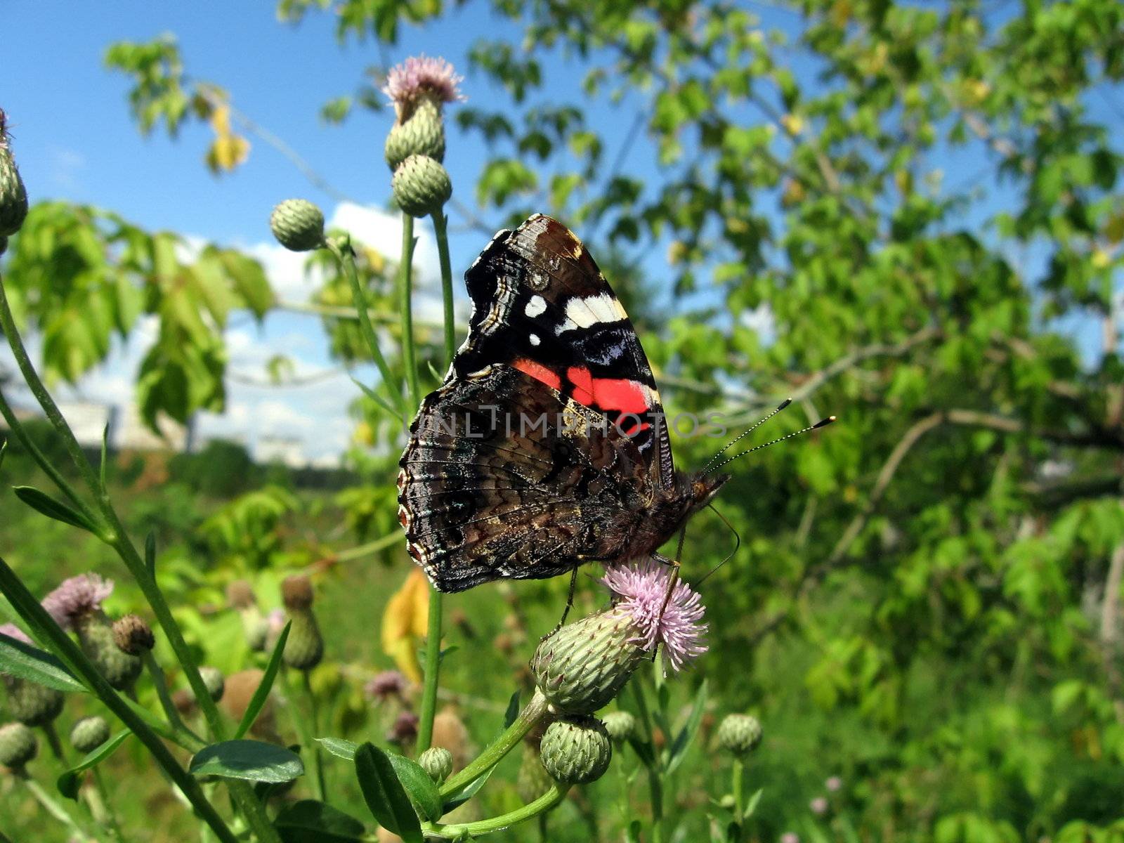 Beautiful motley admiral butterfly on a green background